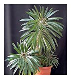 Shop Meeko 5 graines: Pachypodium lamerei - palme Madagascar - 5 graines