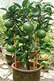 Shopmeeko 30 PCS/BAG citronnier vert bonsaï de fruits bio bonsaï bonsaï de lime bonsaï vert nourriture saine facile à cultiver ...