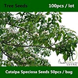 Shopmeeko ^^ Catawba-tree Catalpa Speciosa ^^^^ 100pcs, Famille Bignoniaceae Catalpa Nord ^^^^, Arbre à cigare vivace Hardy Catalpa ^^^^^