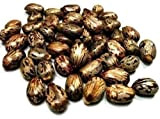 ShopMeeko SEED graines de ricin 100gms semences (100 par paquet)