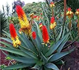 Shoppy Star Shoppy étoiles: 10 Graines Aloe Aloe africana Ngopanie de purification d'air plante