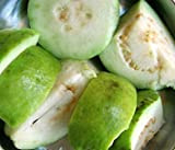 Shopvise Goyave Fruit Tropical goyavier arbres exotiques comestibles Guayaba 15 Graines -Blanc-