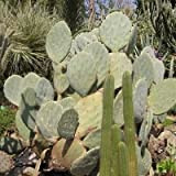 Silver Dollar géant Graines de cactus (Opuntia robusta) 25 + Graines