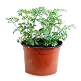 Sin marca Ruda (pot de fleurs 10,5 cm Ø) - Plante Viva - Plante d'aromatique