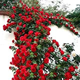 Somerway Graines De Roses Grimpantes, 500 Pièces/Sac De Graines De Fleurs Vivaces Pour La Plantation, Graines De Fleurs De Roses ...