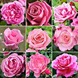 Somptueux Rosier Rose en pot | Rosiers de jardin haut de gamme avec fleurs colorées en été