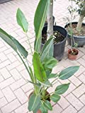 Strelitzia reginae Plante de paradis 65-80 cm