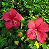 strimusimak 200pcs Hibiscus graines Plante arbuste à Fleurs vivaces Plante de Plante en Pot de Fleur de Plante Fleur Multicolore