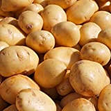 strimusimak 30pcs graines de Pommes de Terre productives Non-OGM de graines végétales Naturelles Douces fraîches faciles à Planter des graines ...