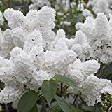 strimusimak 50pcs blanc lilas arbre Evergreen arbre parfumé plante jardin balcon bonsaï hardy fleur pérenne arbuste jardin plante plante fleur ...