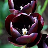 strimusimak Graines de tulipes vivaces Bulbes de tulipes Graines de fleurs Plantes en pot Taux de germination élevé Belles fleurs ...