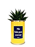 Styley - Me fais pas crever - Plante grasse et cactus en pot - plante d'interieur - Fasciata - Idéal ...