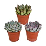 Succulentes | Echeveria Mix | 3 pièces | variétés diverses | Ø 8,5 cm | 12-15 cm | Plantes d'intérieur ...