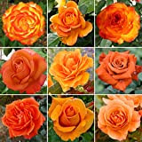 Superbe Rosier Orange en pot | Rosiers de jardin haut de gamme avec fleurs colorées en été