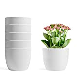 T4U 6pcs Pot de Fleur d'arrosage Automatique 12 cm Blanc Niveau d'eau Visible Maison Décorative Fleur Pot Fleurs Applicables, Herbes, ...