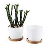 T4U 8.5CM Pot de Succulent en Céramique avec Plateau en Bambou Blanc Lot de 2, Cactus Plante Planteur Cache Pot ...