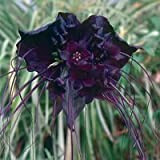 Tacca Chantrieri Noir Chauve-souris fleur 20 graines