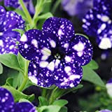 Tacoli- Garden Bonsai Petunia « Sky Blue Night » Fleurs, mouchetures blanches de graines de 200pcs contre les pétales bleu ...