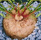 Talinum caffrum, bonsaïs rare caudex cactus exotique fameflower succulent 10 graines