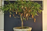 Tamarind NAIN/bonsaïs (Nain Tamarindus indica) 5 arbres fruitiers frais seedsdwarf