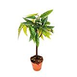 Tamaya Begonia - Begonia albopicta - Tronc de bégonia - pot de 9cm