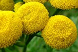Tanaisie graines Asteraceae Fleur jaune bureau intérieur plantes ornementales, bricolage jardin maison Bonsai plantes Blooming 100 Pcs