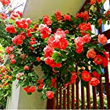TENGGO 100Pcs Semences de Fleurs Multicolores Graines de Plantes Grimpantes Parfumées comme Un Arc-en-Ciel. - Rose Rouge