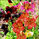 TENGGO Egrow 100 Pcs/Pack Alstroemeria Seeds Aurantiaca Flower pour la Maison Jardin Plante