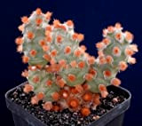 * Tephrocactus Molinensis * Opuntia Molinensis * Graines Cactus frais * Très rare