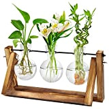 Terrarium avec support en bois rétro - Station de propagation en forme de cœur - Plantes hydroponiques pour la maison, ...