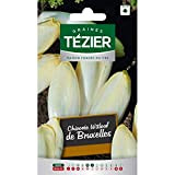 Tezier - Chicorée Witloof (endive) Platine HF1