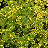 Thymus Citriodorus 'Aureus' - Thym citron 'Aureus' Godet 9x9cm