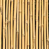 Tiges de bambou naturelles écologiques. 30 piquets pour usage agricole et potagers domestiques. Tuteurs pour tomates et autres plantes (180 ...