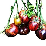 Tomate * DARK GALAXY * 10 graines Fruité & Sucré