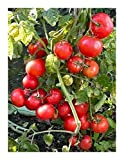 Tomate Dwarf Window Box Red - Tomate cerise rouge - 10 graines