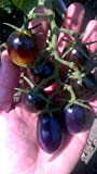 Tomate Violette''Indigo Kumquat '' 10 graines plus saines que les tomates rouges