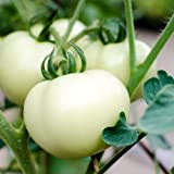 Tomate ''White Beauty'' 25 x Graines 100% Naturelles sans Propagateurs Chimiques ni Génie Génétique - du Portugal