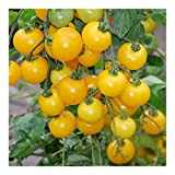 Tomate Window box yellow - Tomate cerise jaune - 50 graines