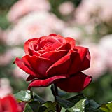 TOYHEART 50pcs Graines De Fleurs De Qualité Supérieure, Graines De Rose Résistant Au Froid Vibrant Portable Rose Rouge Plante Graines ...