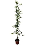Trachelospermum Jasminoides – 160 cm – Résistant à l'hiver – jasmin étoilé – Jasmin toscan – Blanc – A+