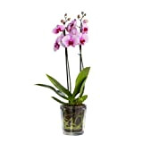 TREND FOR HOME Cache Pot Verre Pot Fleur en Verre Cache Pot Orchidées | 1000 ML | 13.5 cm Hauteur ...