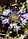 TROPICA - Agapanthe/fleur d'amour (Agapanthus orientalis ssy. praecox (blue)) - 502 graines- Méditerranée
