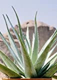 TROPICA - Aloe vera (Aloe vera syn. Aloe barbadensis Mill.) - 10 graines- Méditerranée