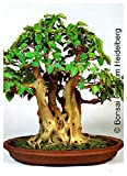 TROPICA - Arbre Bo/Arbre de Bodhi (Ficus religiosa) - 200 graines- Bonsai