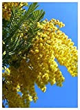 TROPICA - Arbre mimosa/Acacia argenté (Acacia dealbata) - 25 graines- Australie