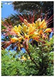 TROPICA - Arbuste de paon (Caesalpinia gilliesii x spinosa) - 15 graines- Résistant au froid