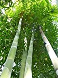 Tropica - Bambou Géants (Dendrocalamus giganteus) - 50 Graines