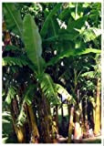 TROPICA - Banane Argento (Musa balbisiana) - 10 graines- Résistant au froid