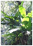 TROPICA - Bananier de l’Himalaya (Musa sikkimensis syn. M. hookeri) - 5 graines- Résistant au froid