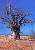 TROPICA - Baobab africain (Adansonia digitata) - 6 graines- Afrique